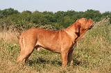 DOGUE DE BORDEAUX 354